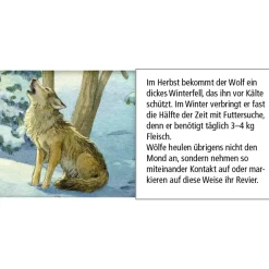Käthe Wohlfahrt Adventskalender "Tiere Im Winterwald" Outlet