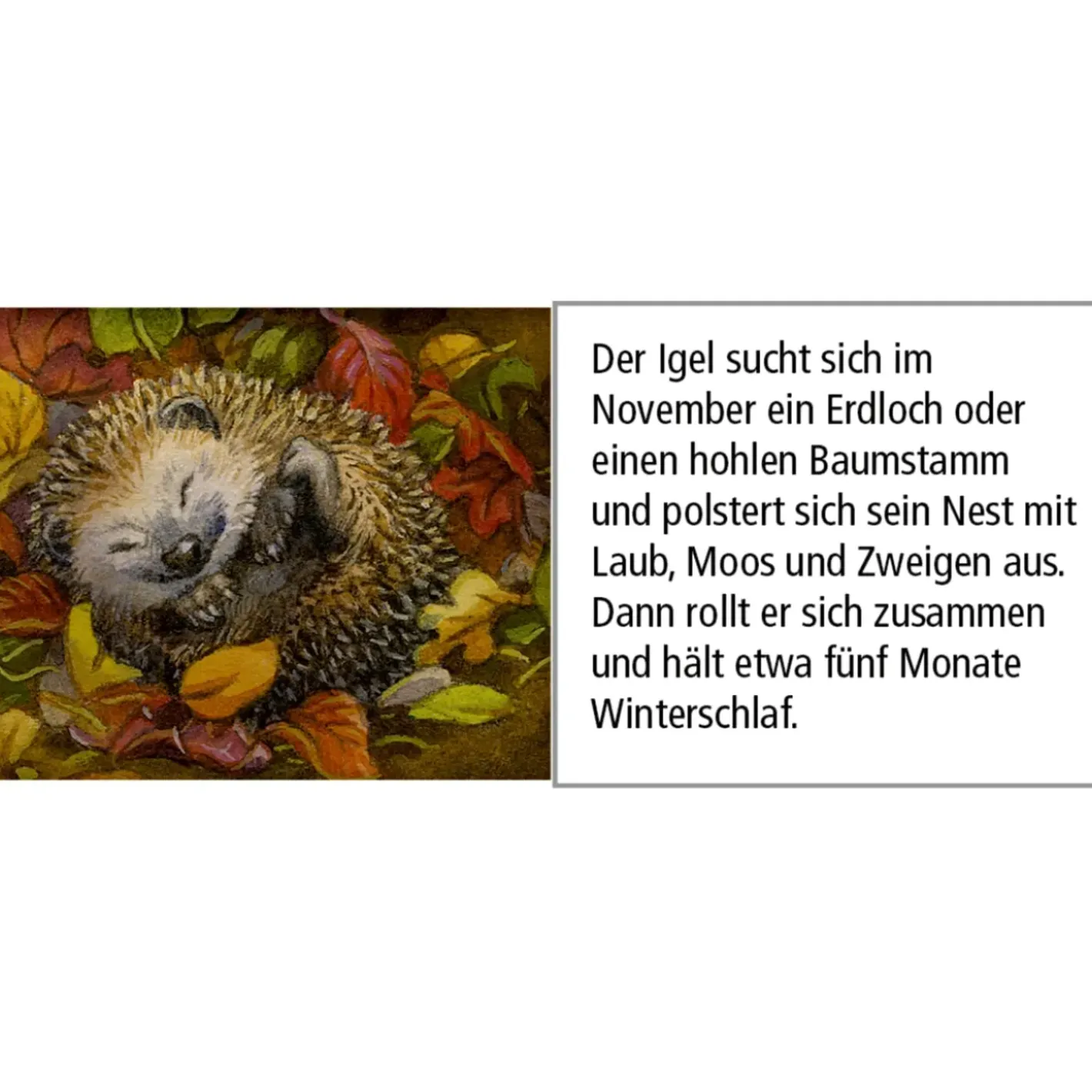 Käthe Wohlfahrt Adventskalender "Tiere Im Winterwald" Outlet
